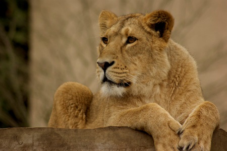 Easter Events in Notting Hill and Kensington- Lion at London Zoo
