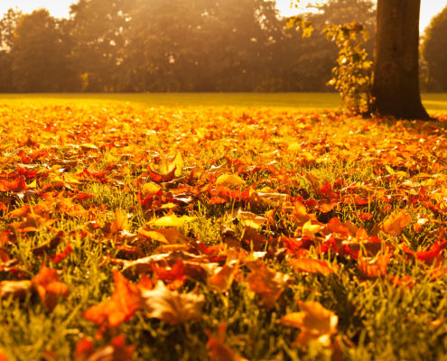 Top Tips for selling your house in Autumn - leaves on the ground at sunset