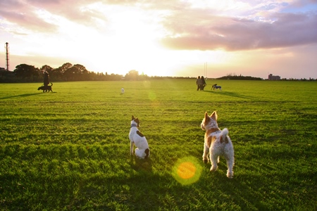 dog friendly activities, Wormwood scrubs
